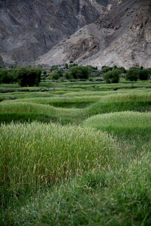 Grain field of Askole Village, Karakoram, Pakistan