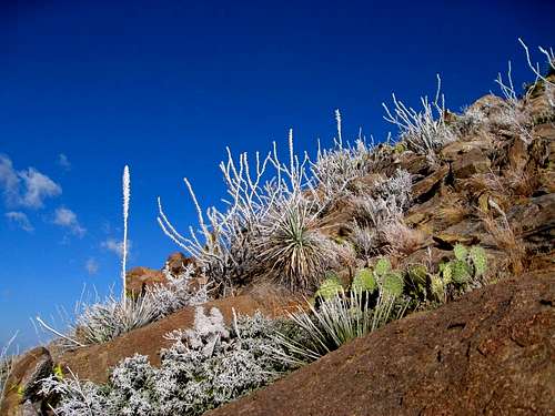 Rime and Cacti