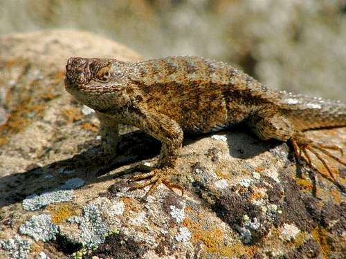Lizard at Selby Rocks