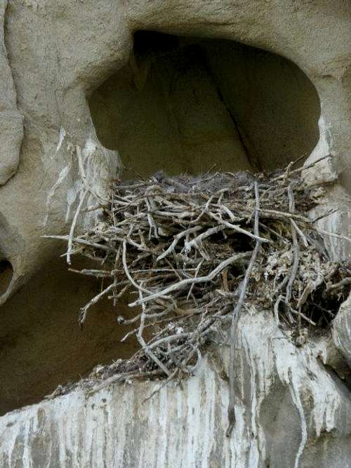 Bird Nest at Selby Rocks