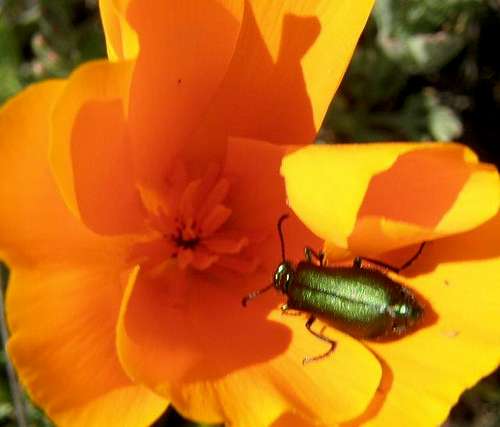 Beetle in a Poppy