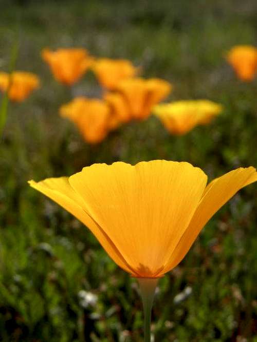 California Poppies - Up close