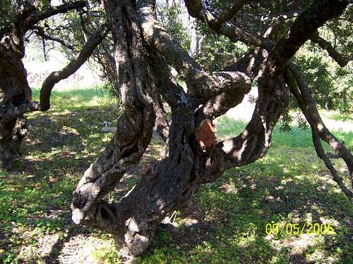 Mastic Tree