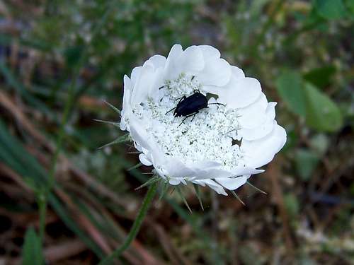 Beetle on a White Flower