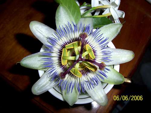 'Clock Flower' Passiflora