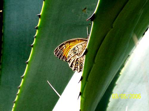 Butterfly on Agave