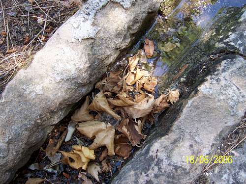 Platan Leafs in a Ditch