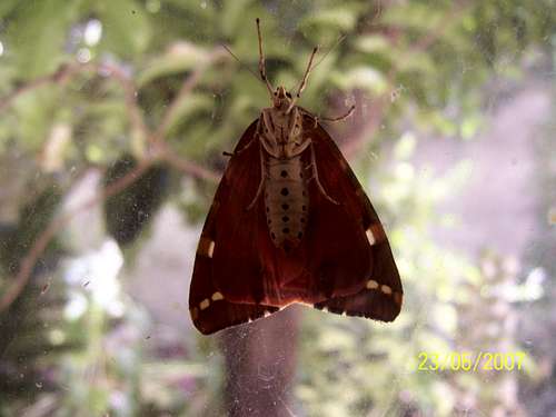 Butterfly on my window