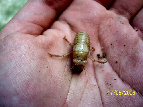 Cicada