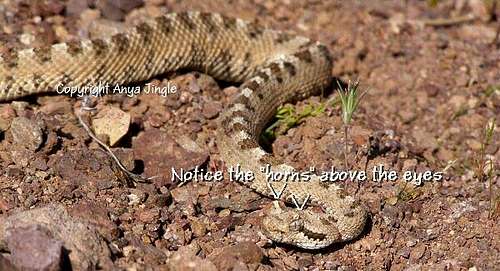 How to identify a Sidewinder Rattlesnake