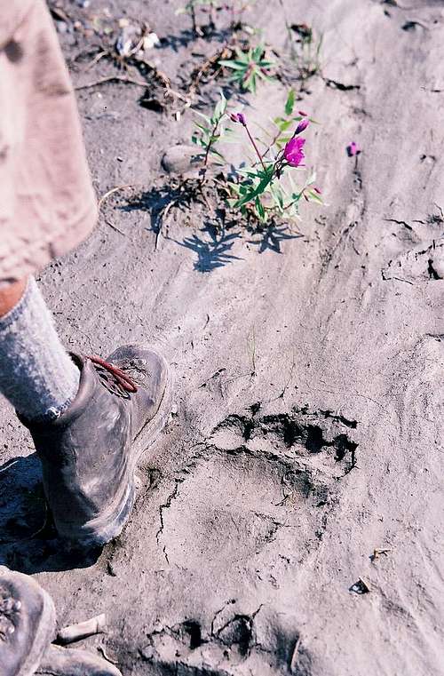 bear tracks