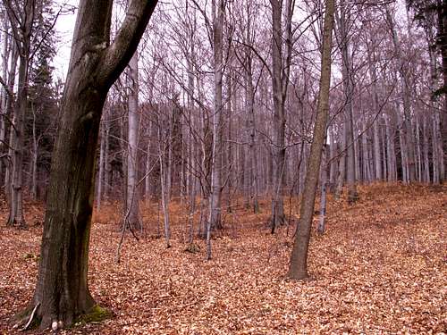 A beech forest...