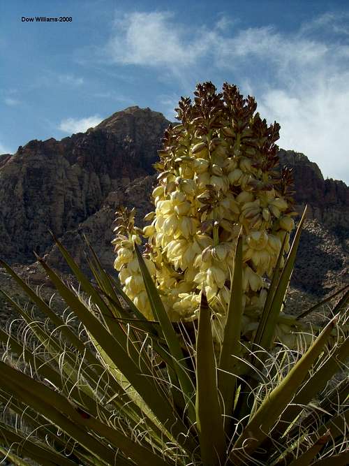 Yucca in Full Bloom