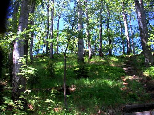 Beech forest...