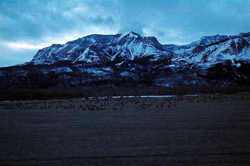 Waterton Elk Herd