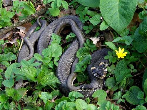 Grass Snake Couple