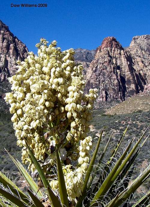 Yucca in Full Bloom