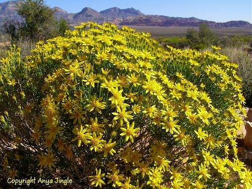 Mojave Goldenbush