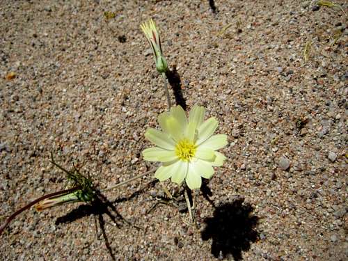 flower and sand