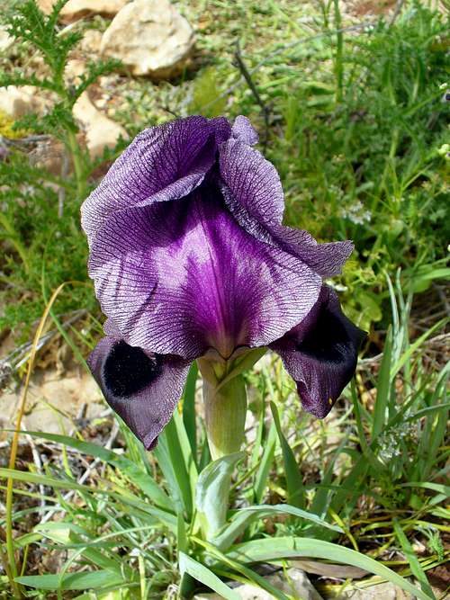Mount Gilboa Iris
