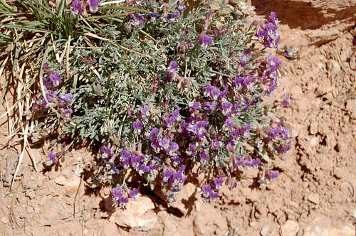 wildflowers in Grand Canyon