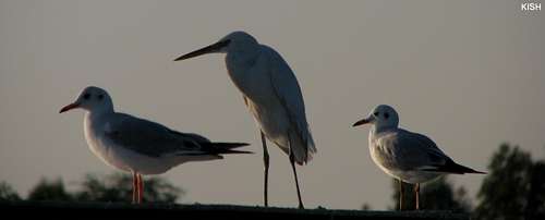 The birds of kish island