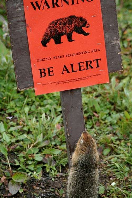 Be Alert!