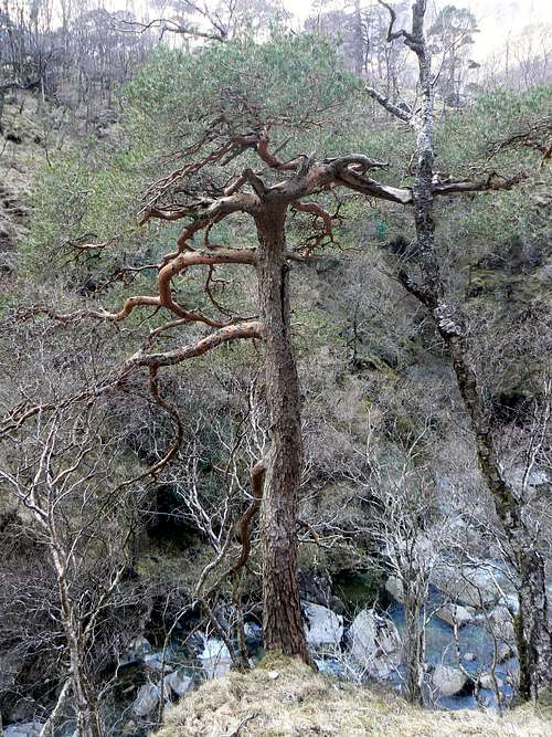 Caledonian Pine Tree
