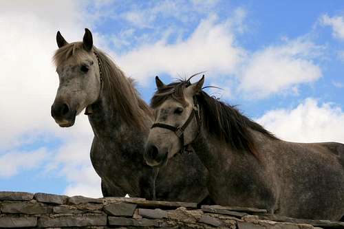 Horses near Ref. Astraka