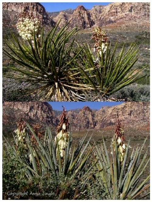 Mojave Yucca versus Banana Yucca