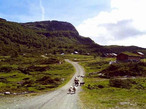 Tinden (982 m) and Grønahorgi (1166 m)
