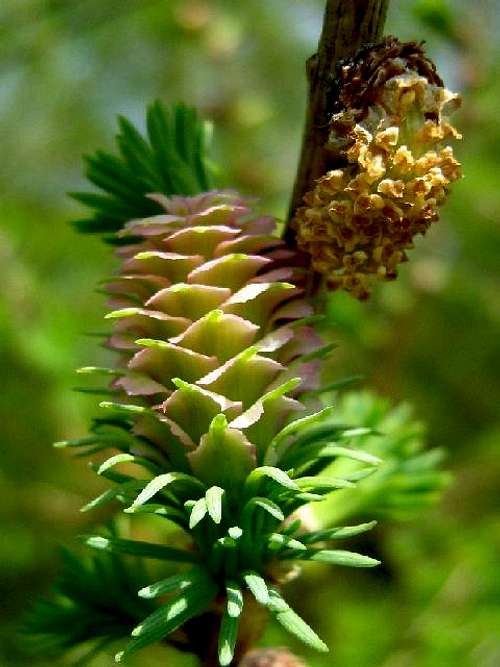 Male and Female Flowers of European Larch