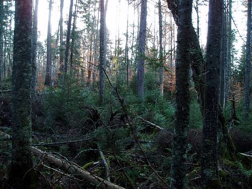 Osgood Forest