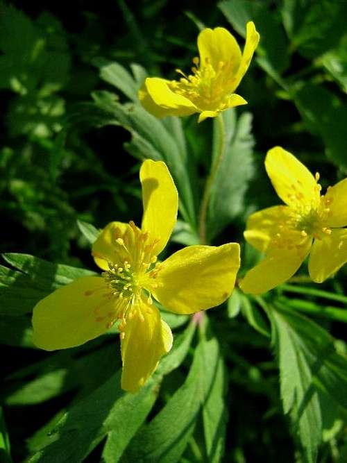 Yellow Woodland Anemone