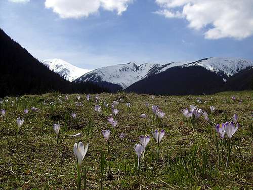 Crocus Panorama