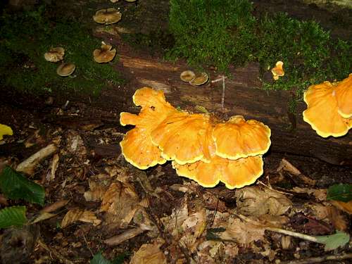 some mushroom friends
