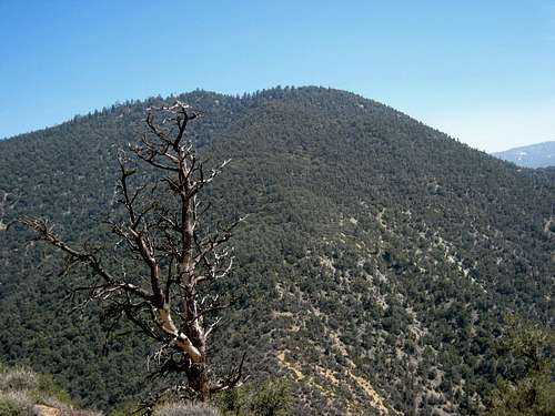 Antimony Peak (San Emigdio Mtns.)