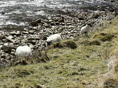 Sheep at the Water of Nevis