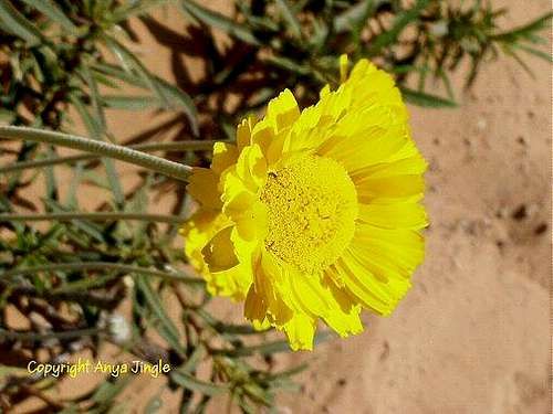 Desert Marigold