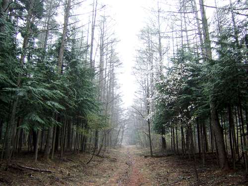 Yoshidaguchi Trail