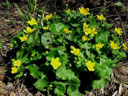 A Clump of Yellow Marsh Marigolds