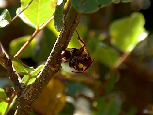 Hornet with prey