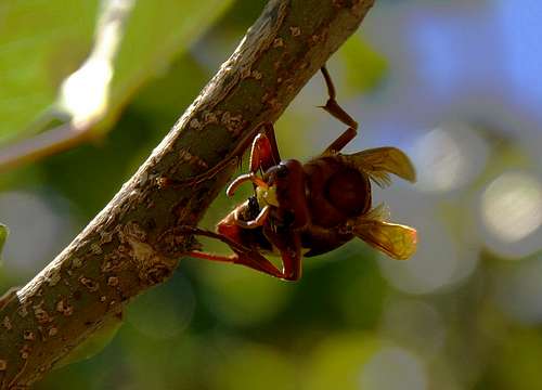 Hornet with prey