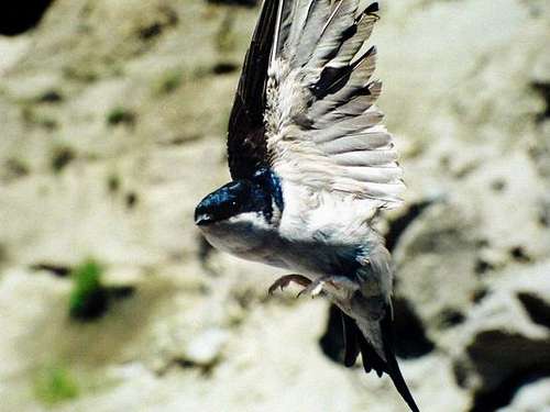 A Flying Swallow
