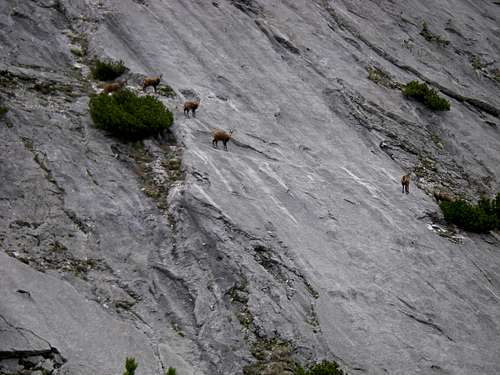 Ibex on the wall