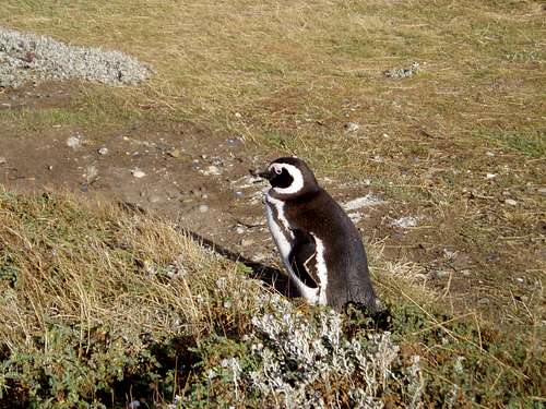 Magellan Penguin