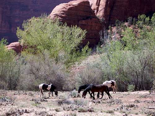 Navajo horses grazing near Window Rock