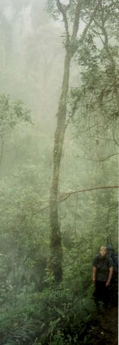 Thick and misty rainforest on...