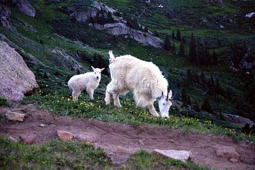 A mountain goat and her kid...