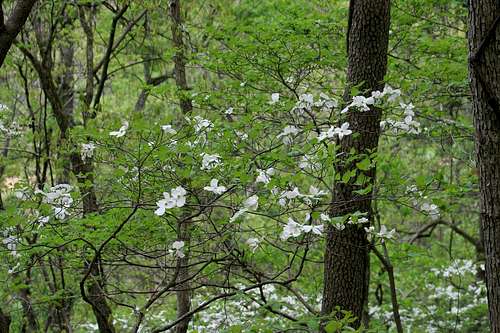 Dogwoods in Bloom on the Ozark Trail